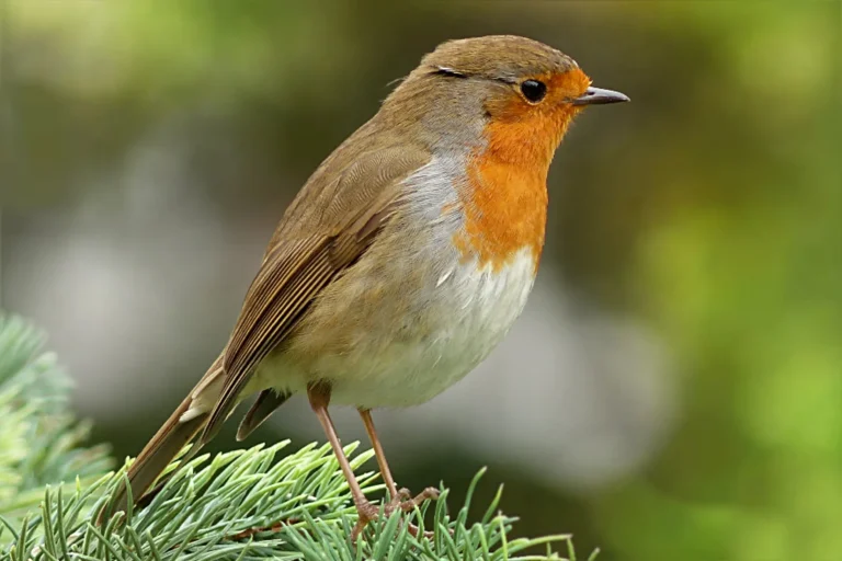 rouge-gorge